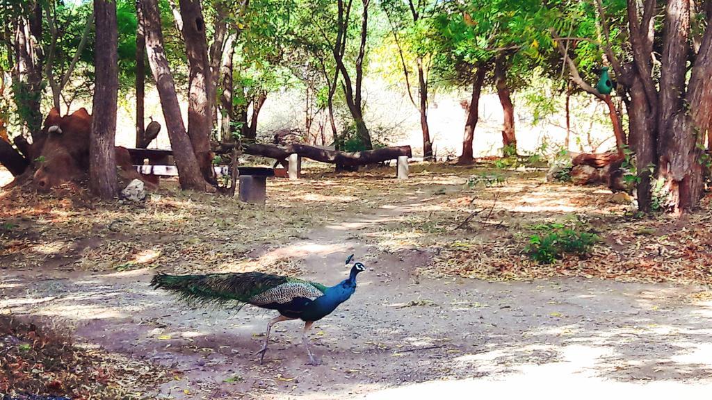 Pelican View Cottages Kataragama Ngoại thất bức ảnh